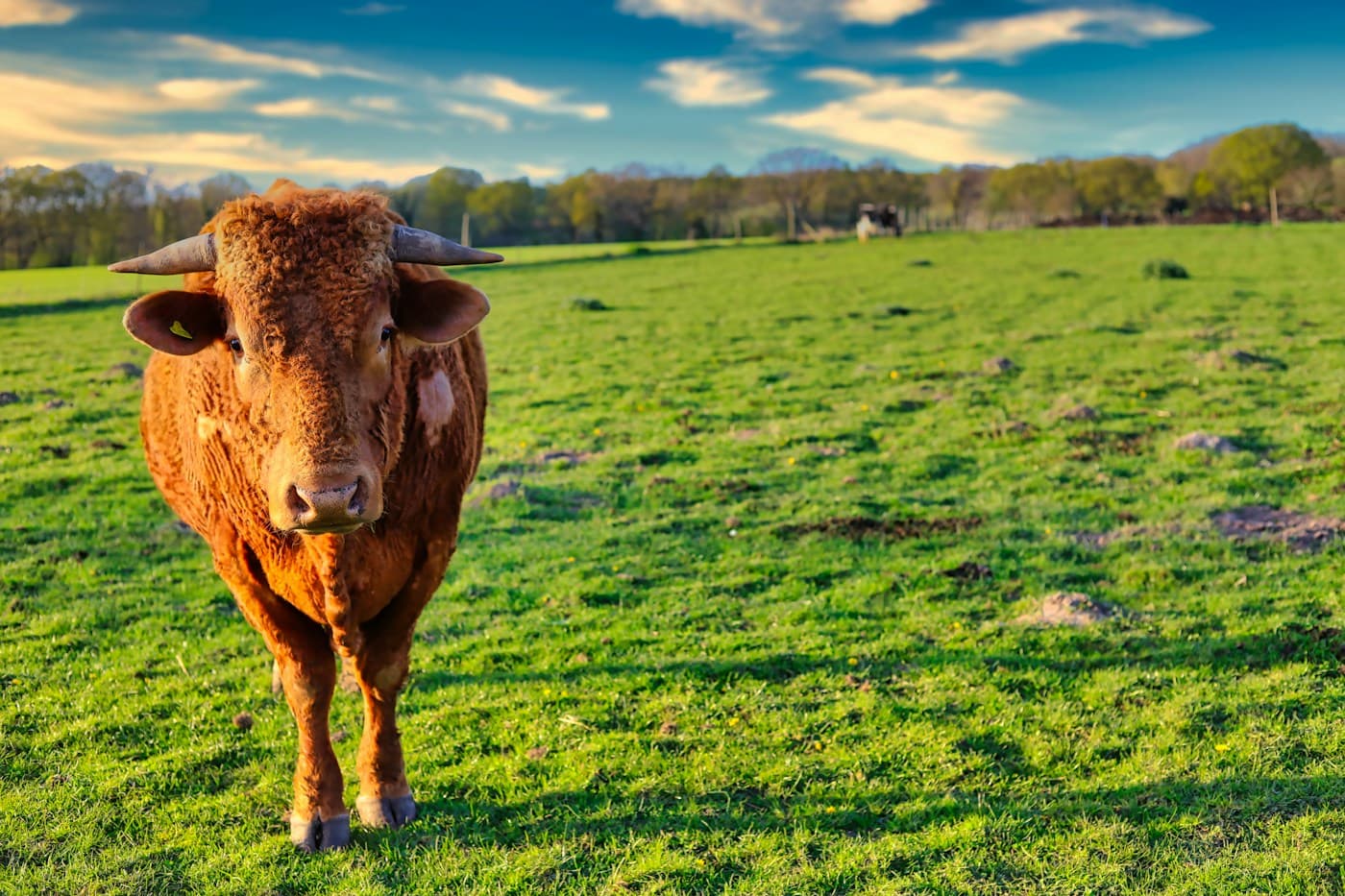Sapi yang dirawat di padang rumput hijau